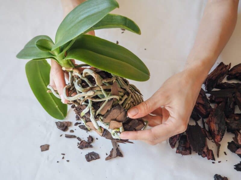 Орхидеи - как ухаживать поливать и пересаживать орхидеи