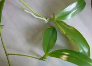 Размножение орхидей - как размножить орхидеи в домашних условиях