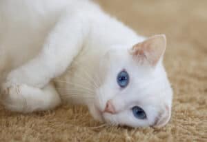 к чему снится белый кот или кошка