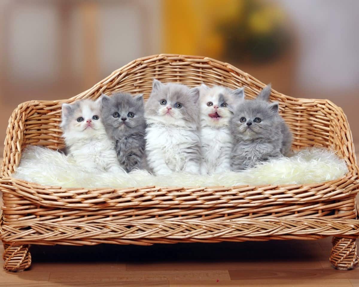 Кошка и 10 котят. Милые котики. Котята милашки. Котята в корзинке. Кошка с котятами.